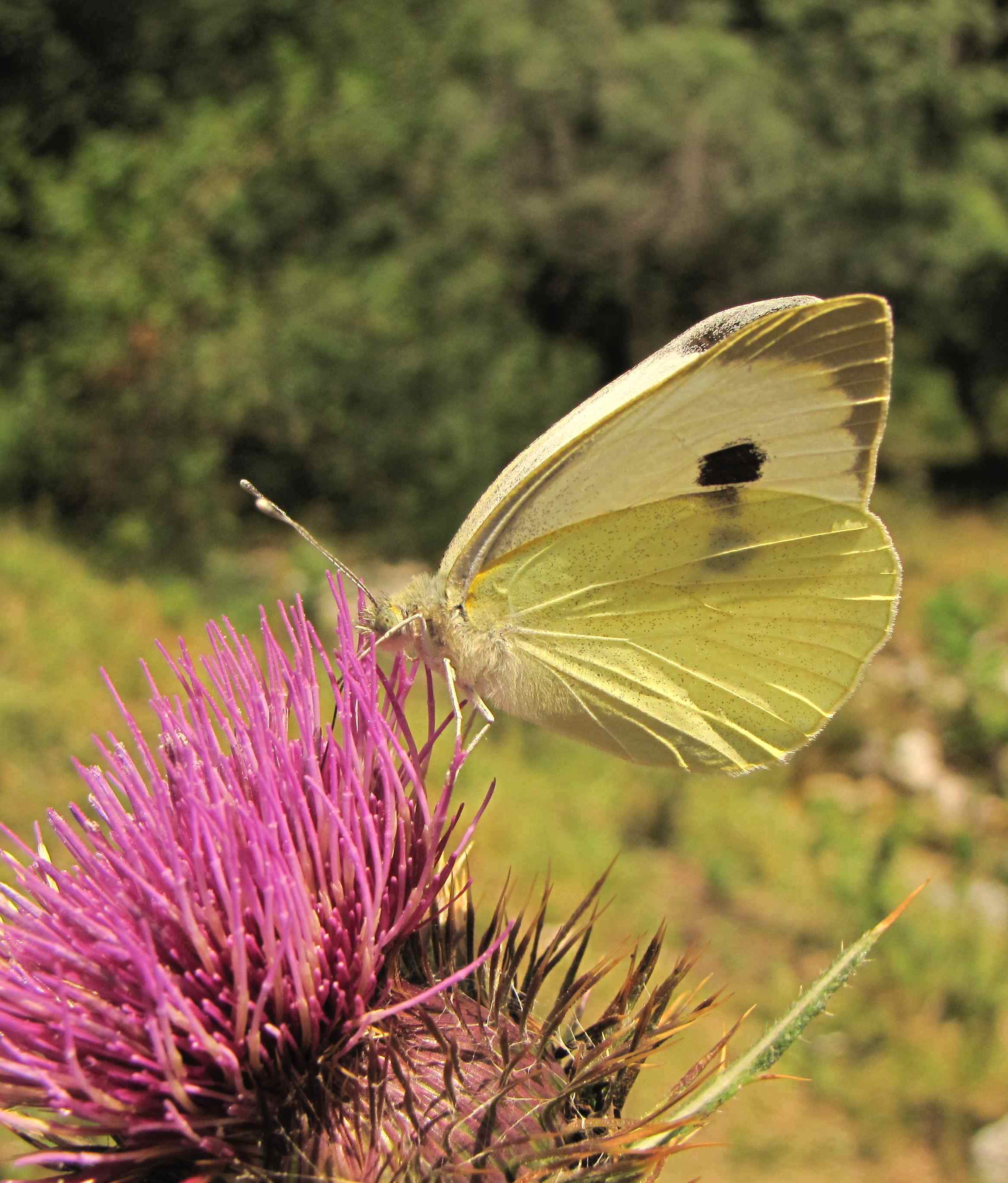 pieris brassicae